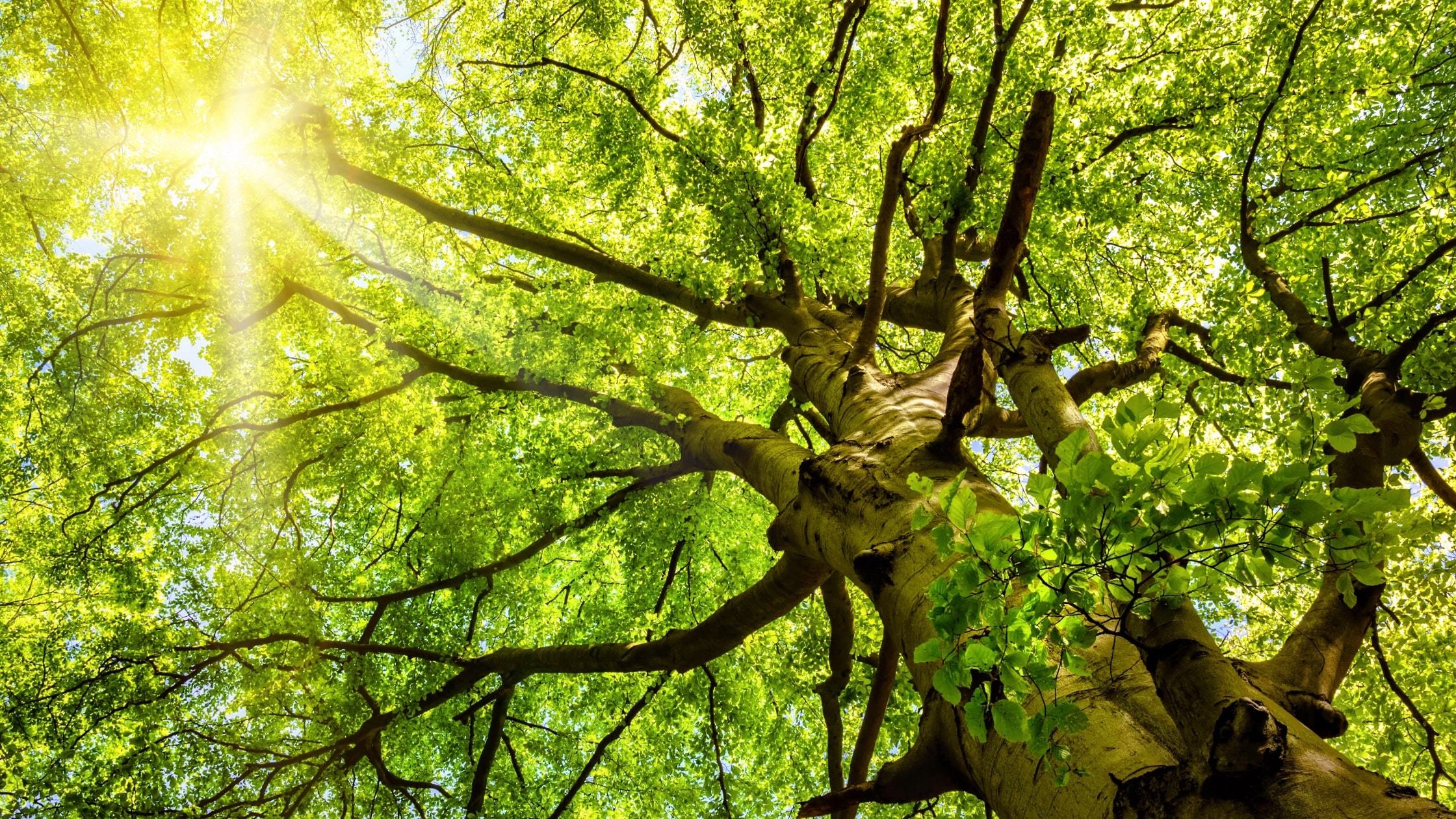 Ein großer Baum mit dichtem grünem Laub und Sonnenstrahlen, die durch die Blätter scheinen.