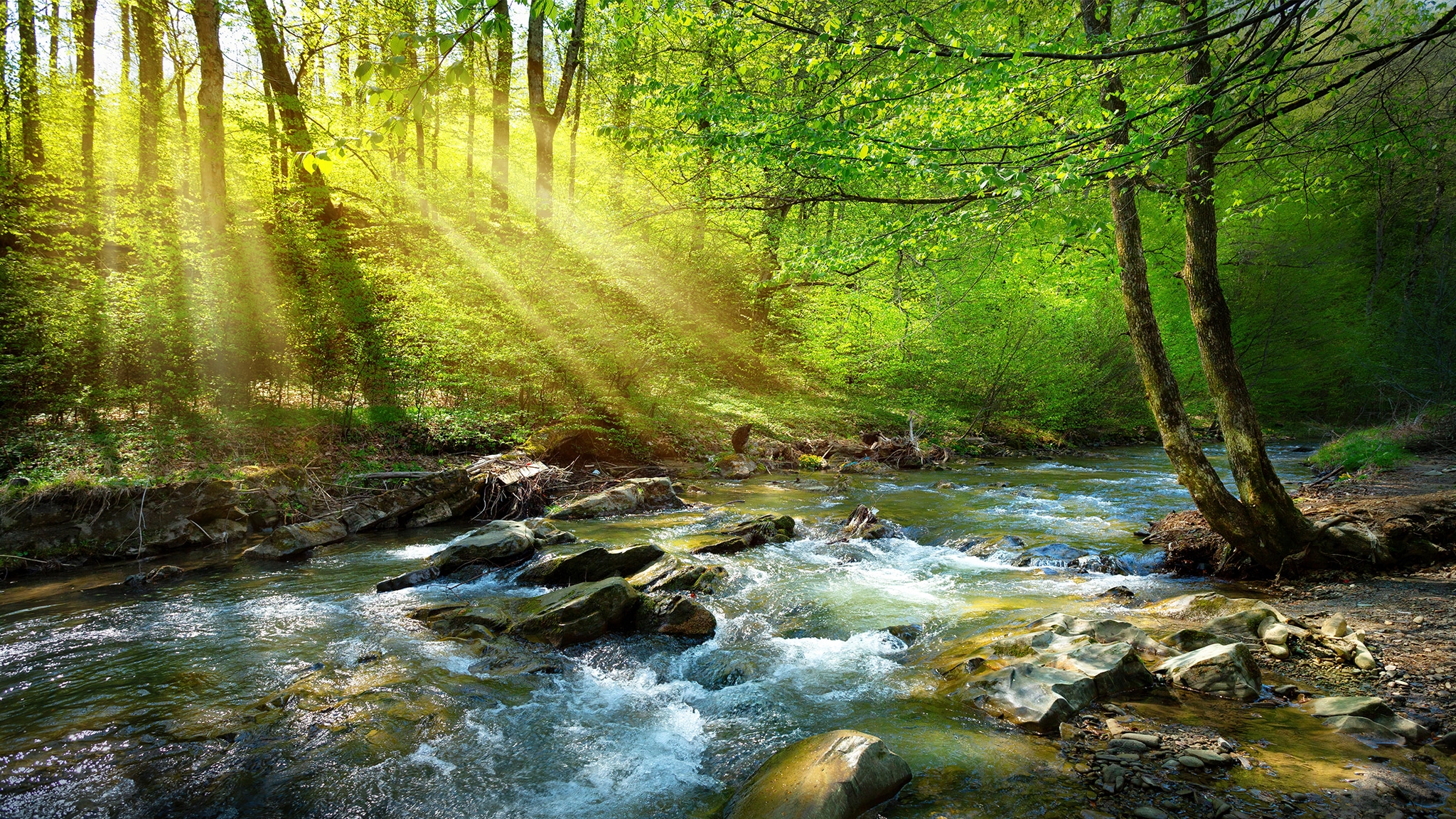 Ein klarer Fluss fließt durch ein bewaldetes Gebiet mit Sonnenstrahlen, die durch die Bäume scheinen.